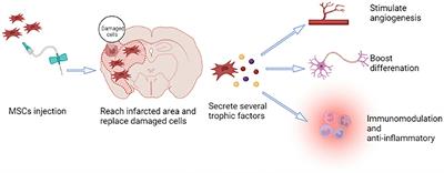 The role of mesenchymal stem cell transplantation for ischemic stroke and recent research developments